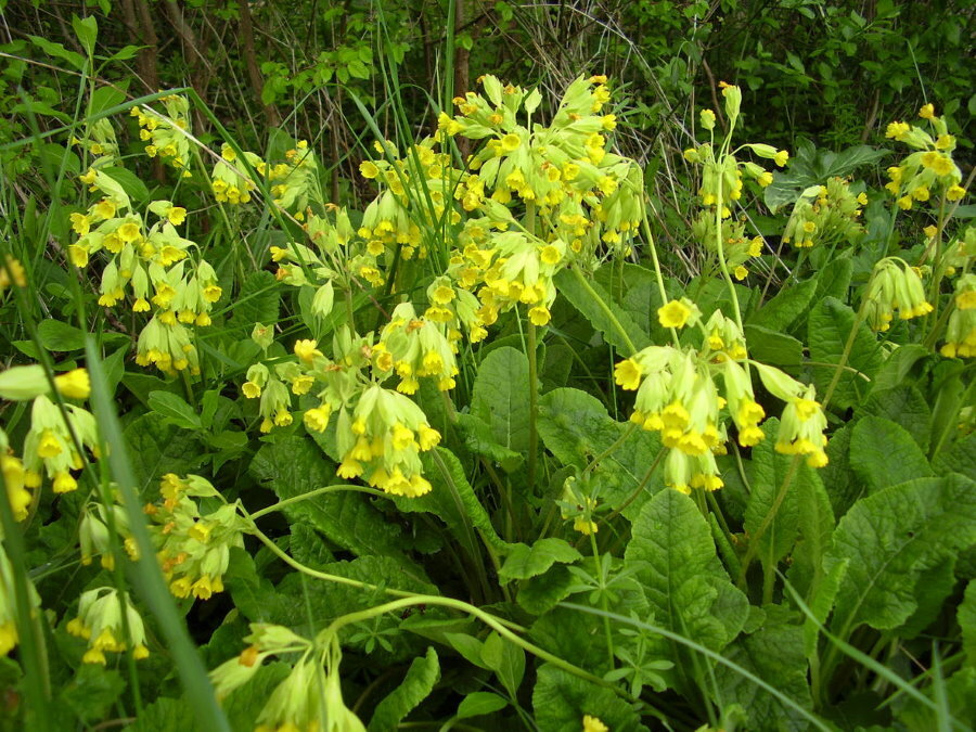 Bahar çuha çiçeği saplarında açık sarı çiçekler