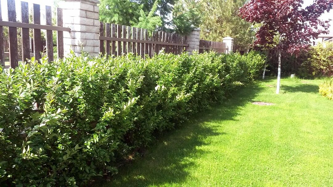 shrubs along the fence