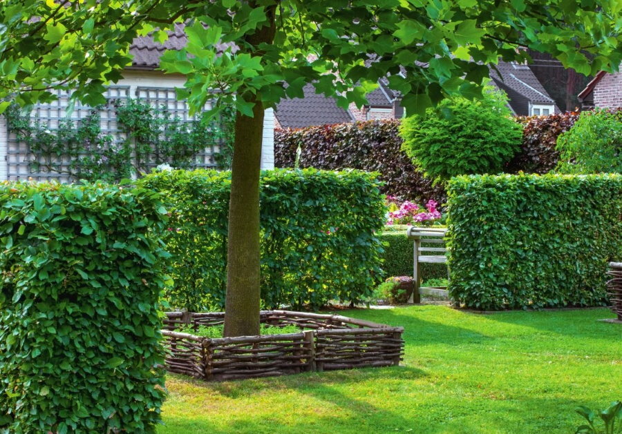 Zoning the site with a hornbeam hedge