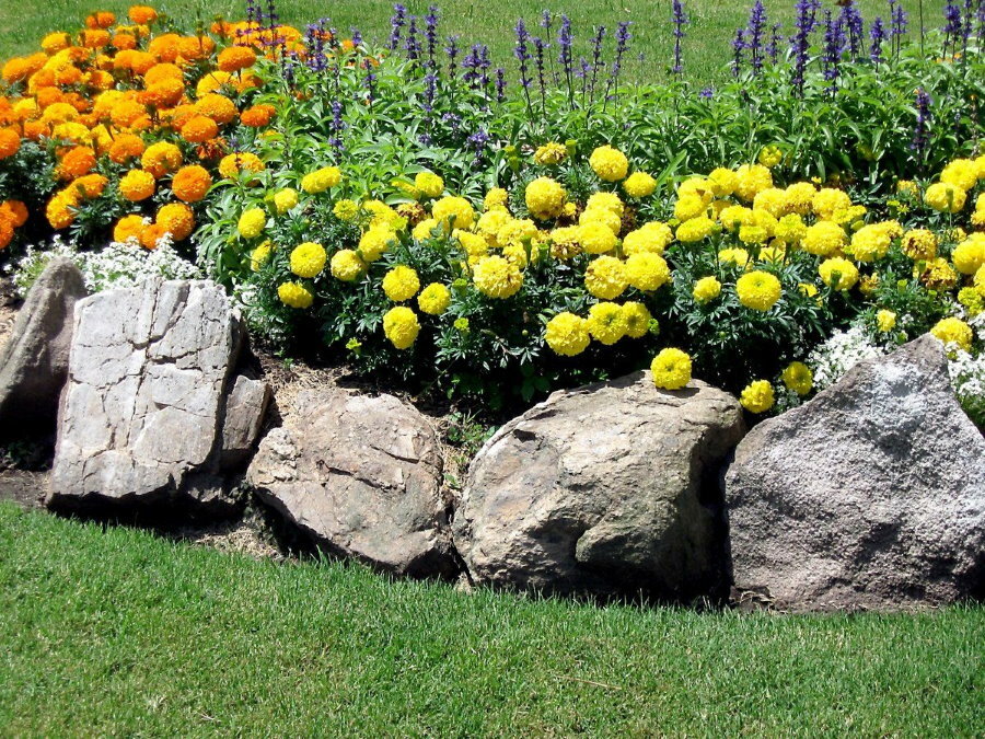 Grandes pedras ao redor de um canteiro de flores com malmequeres