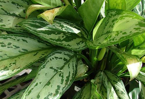 Aglaonema: care at home and reproduction in three ways