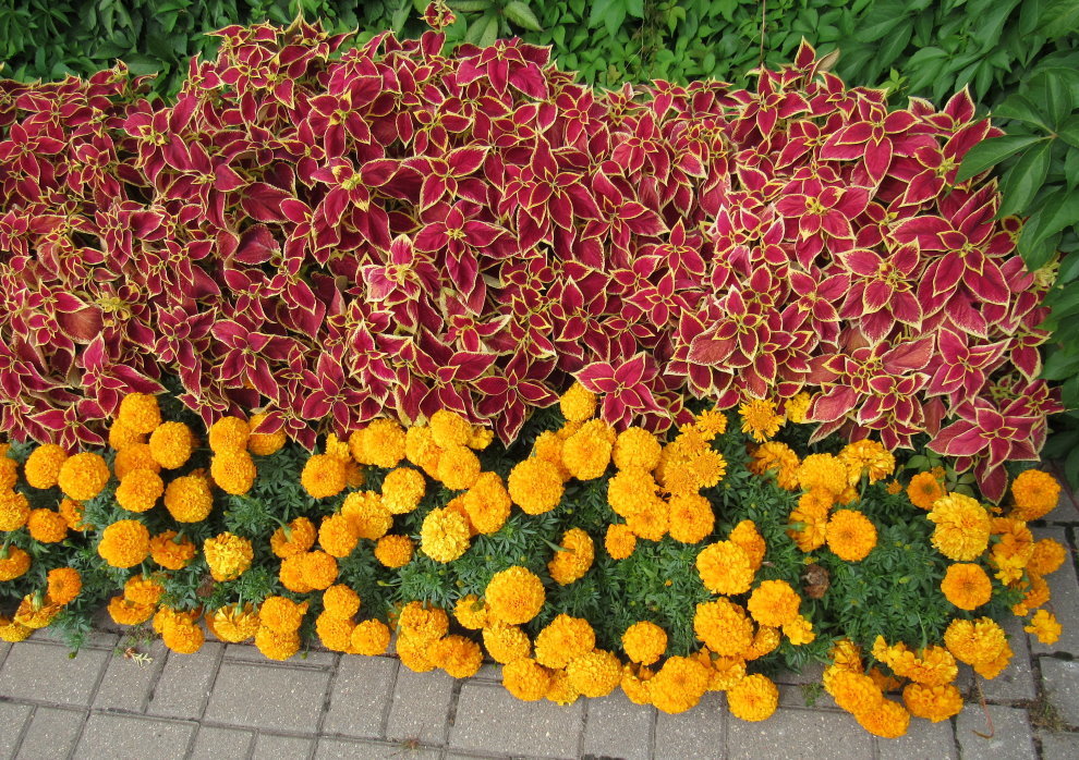 orta boylu Marigold çiçek yataklı