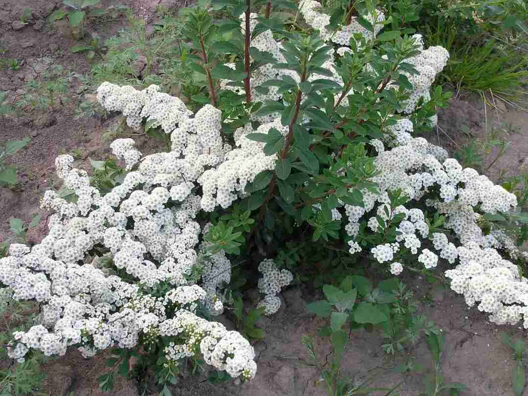 Nippon spirean oksien levittäminen valkoisilla kukilla