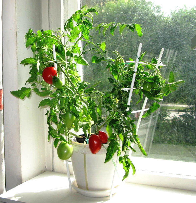 Los tomates son mejores para elegir variedades enanas. Uno de estos ─ " milagro del balcón"