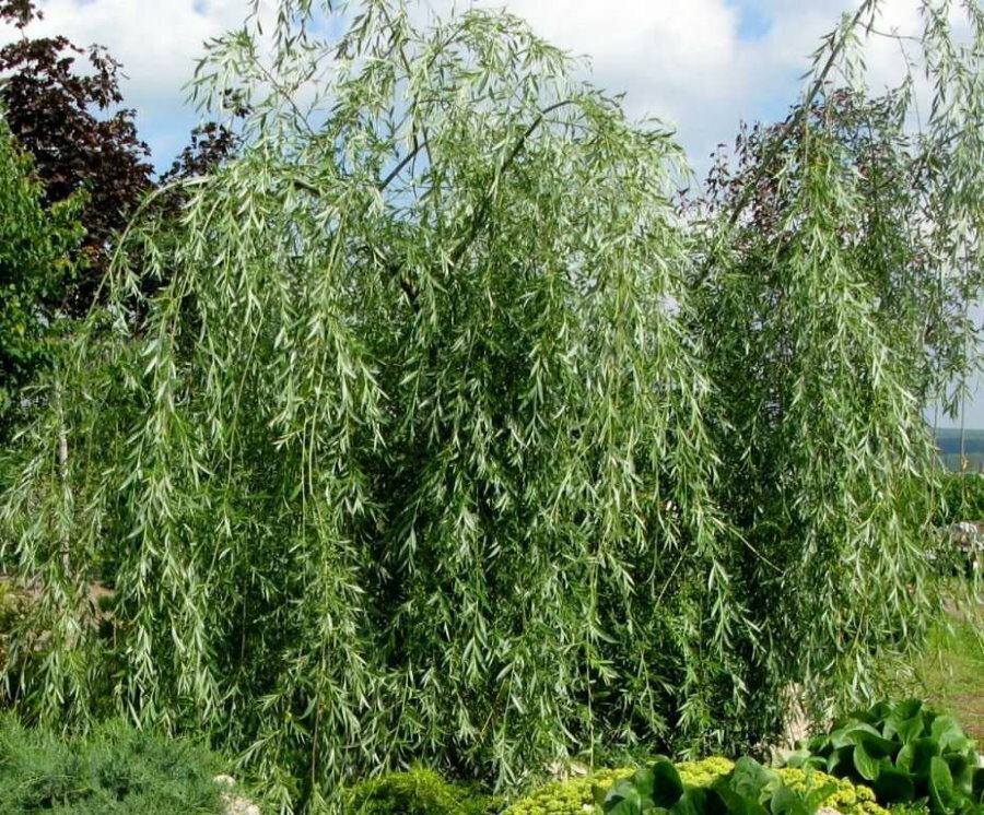 Weeping willow in a summer cottage as a hedge