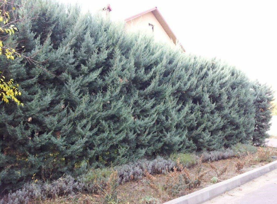Fast growing cypress evergreen hedge