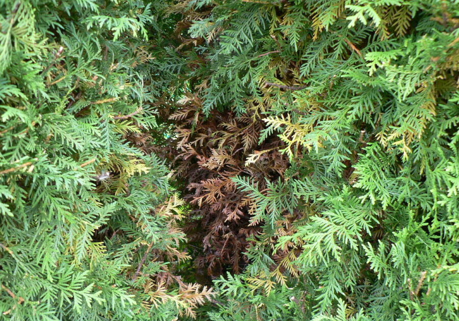 Browning of thuja needles with continuous planting in a hedge