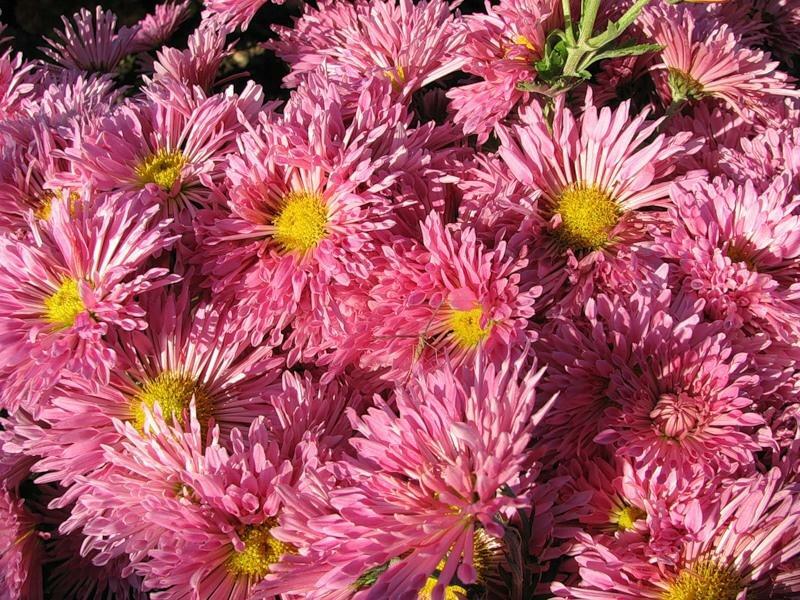 Różowe kwiaty odmian chryzantem Alyonushka