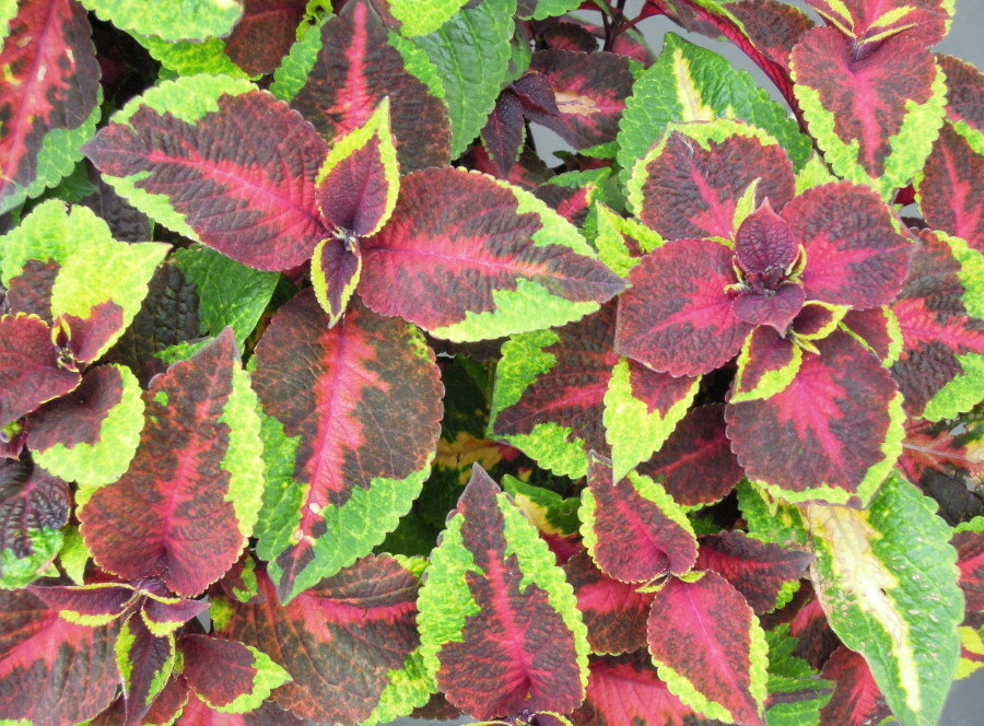 Coleus in landscape design: photos of popular varieties and care tips