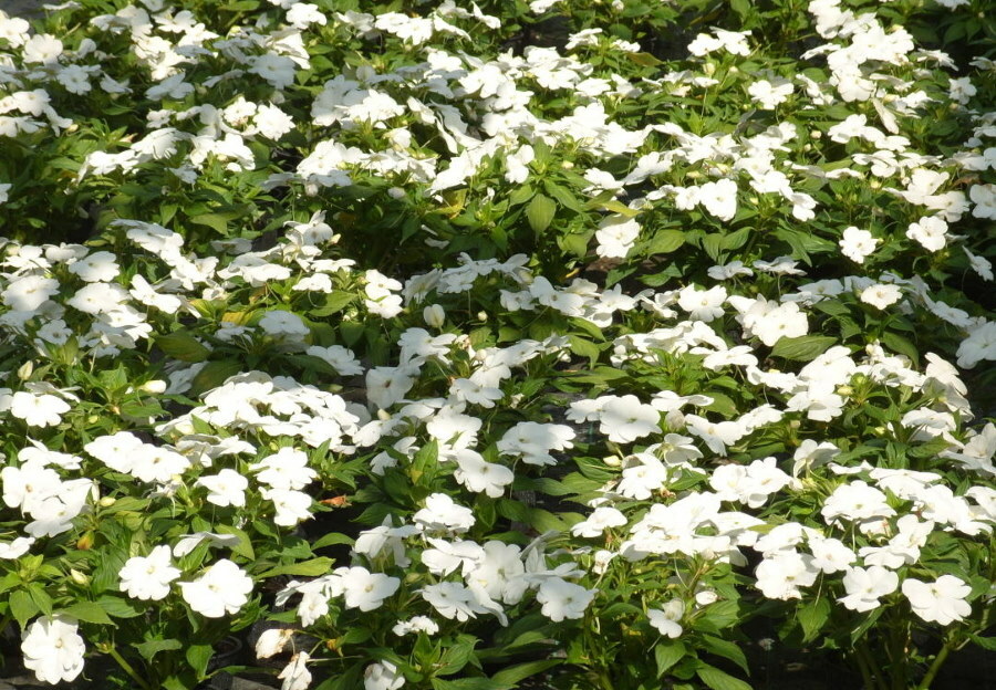 Florescimento do bálsamo branco de Waller em uma área suburbana