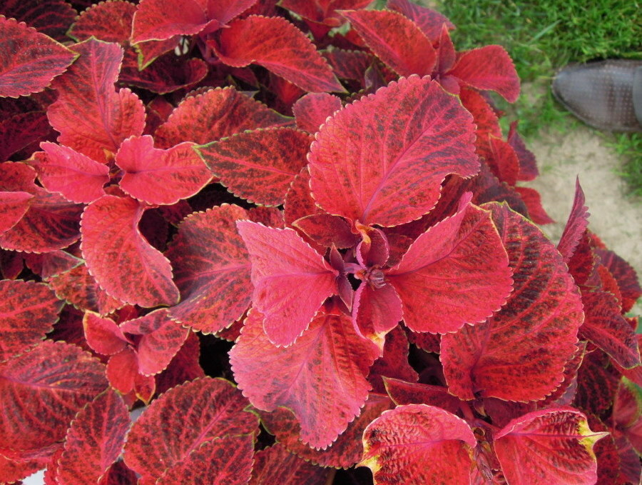 Czerwono-purpurowe liście na Coleus późnym latem