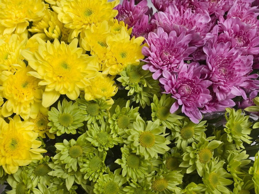Photo of small-flowered chrysanthemums closeup