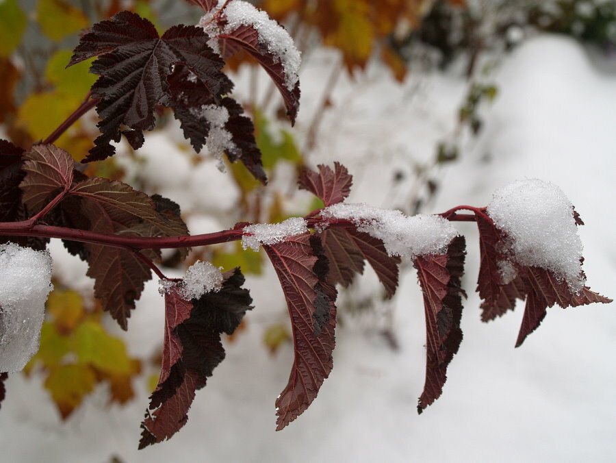 Bublinová zahradní větev s listy ve sněhu
