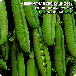 Small-leaved sugar pea seeds, 8 g, Ural summer resident