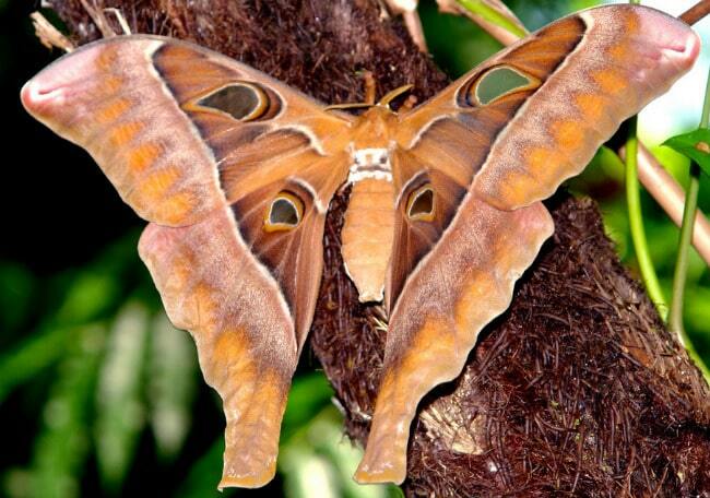 Největší motýli na světě