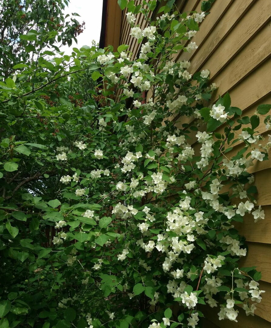 Blooming bush of garden jasmine at the wall of the house