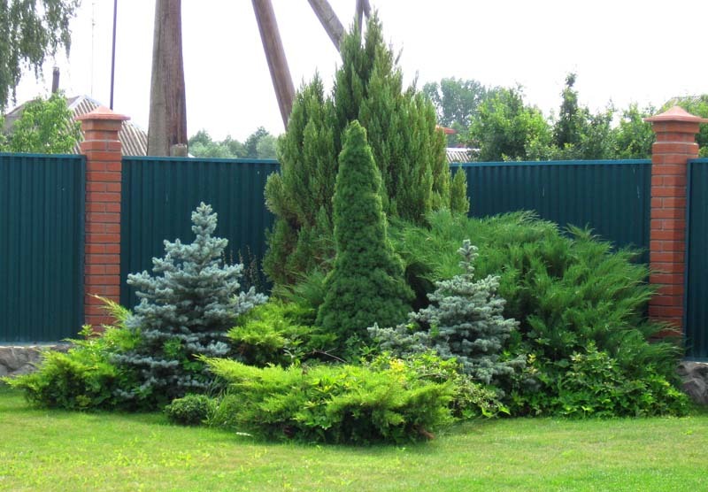 Grupa drzew iglastych na tle ogrodzenia z blachy profilowanej