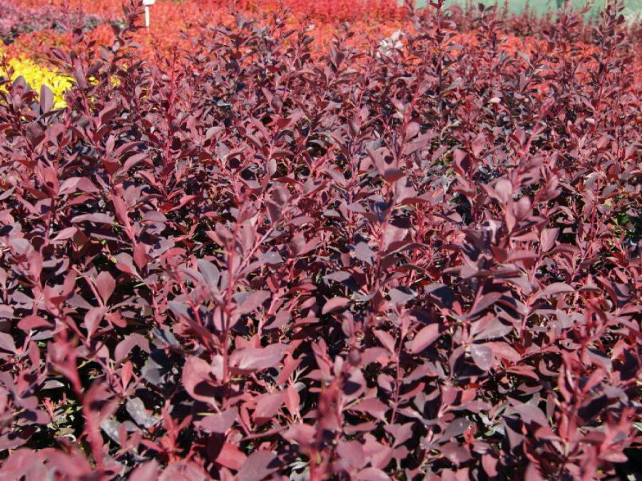 Barberry hedge with reddish-purple leaves