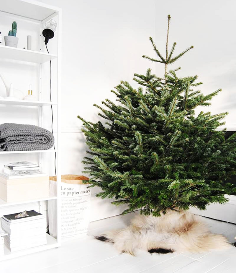 😺 Hur man skyddar julgranen från problem: placering, dekoration, leksaker, krukor, glitter