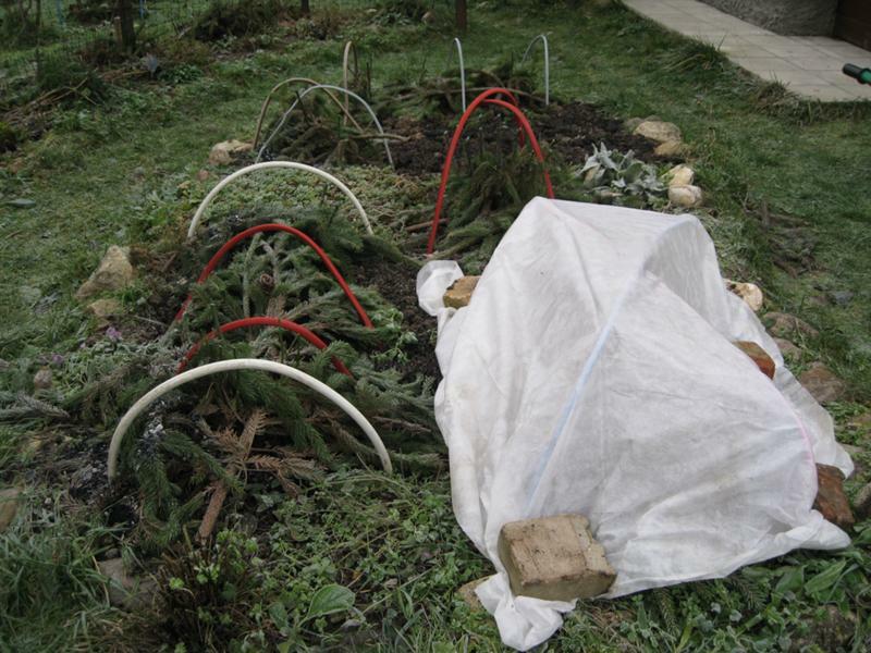 Schuilplaats van tuinchrysanten met sparren takken eind herfst