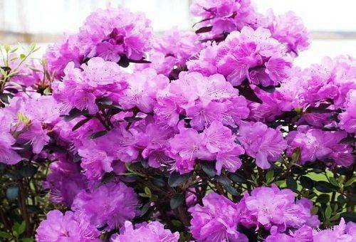 Care for azalea at home - basic rules and important nuances