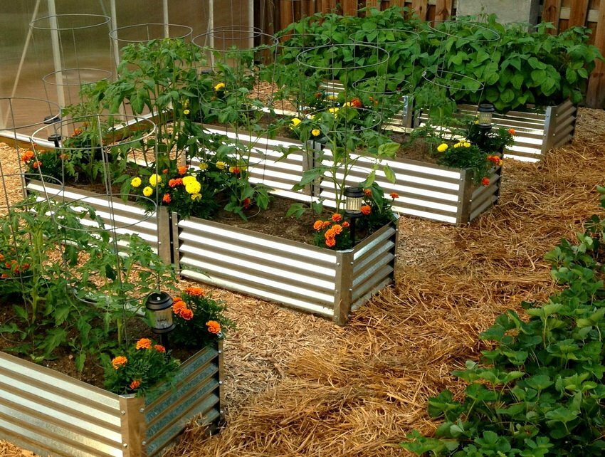 Pozinkovaný plot na rajčatových záhonech