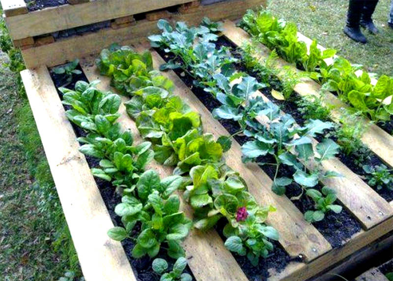 15 hackov užitočného života pre záhradníka počas izolácie