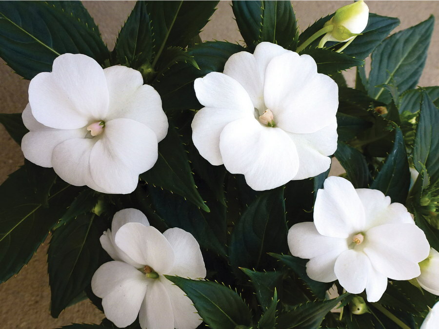 Balsam odmiany Thumb White o kwiatach półpełnych