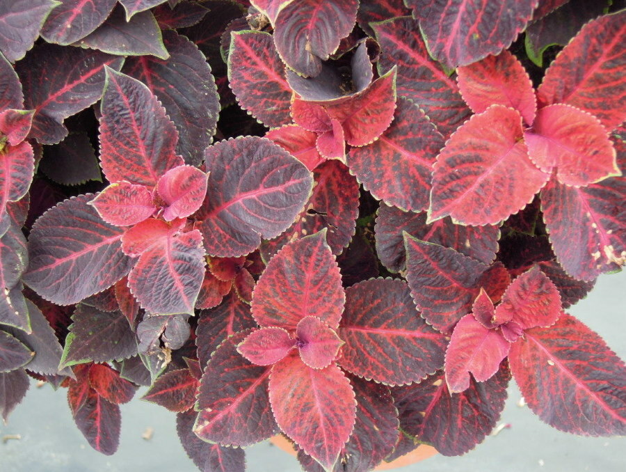 Coleus Wisard Velvet raudonos spalvos lapijos spalva pavasarį