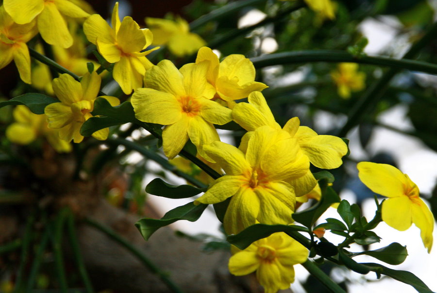 Sárga virágok a jázmin szárán
