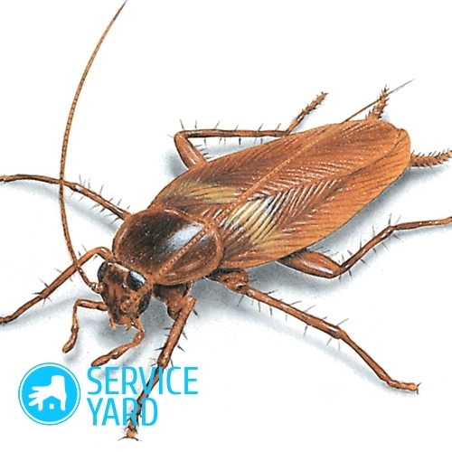 Come sbarazzarsi degli scarafaggi?
