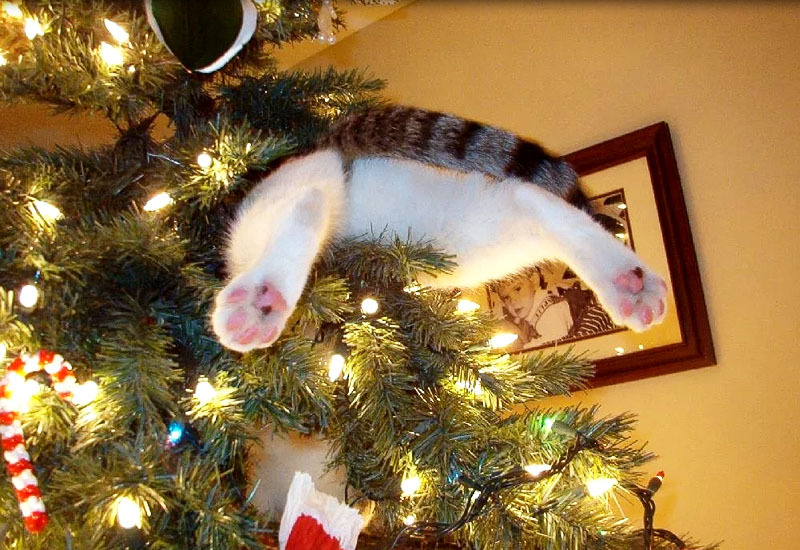 Kako zaščititi božično drevo pred težavami