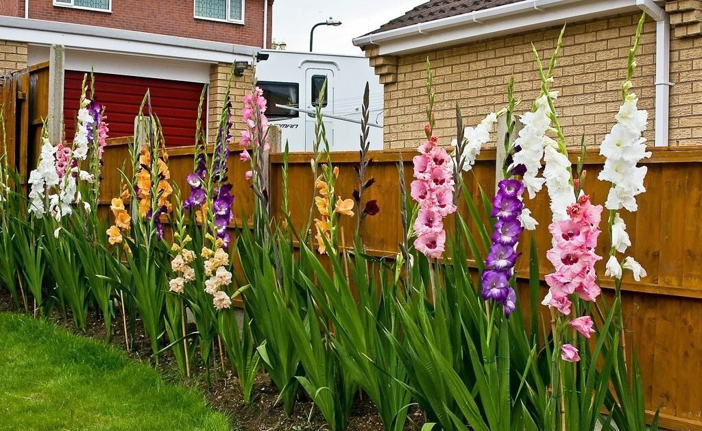 gladioly do záhrady