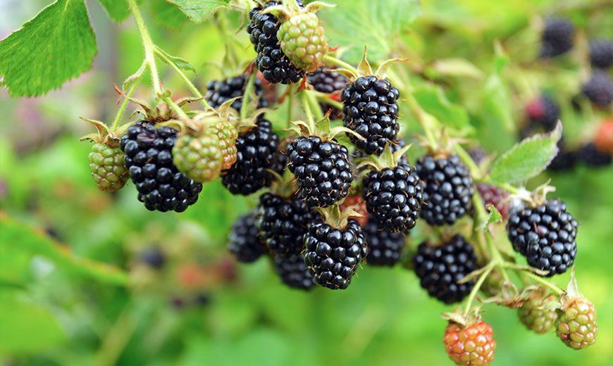 blackberries in the garden