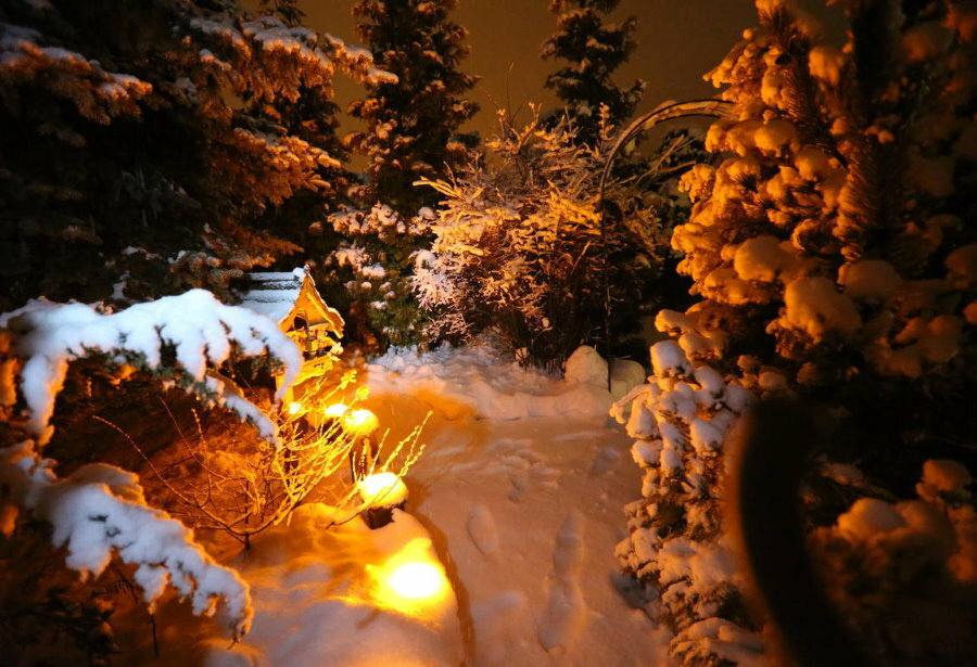 Illuminazione giardino d'inverno con conifere
