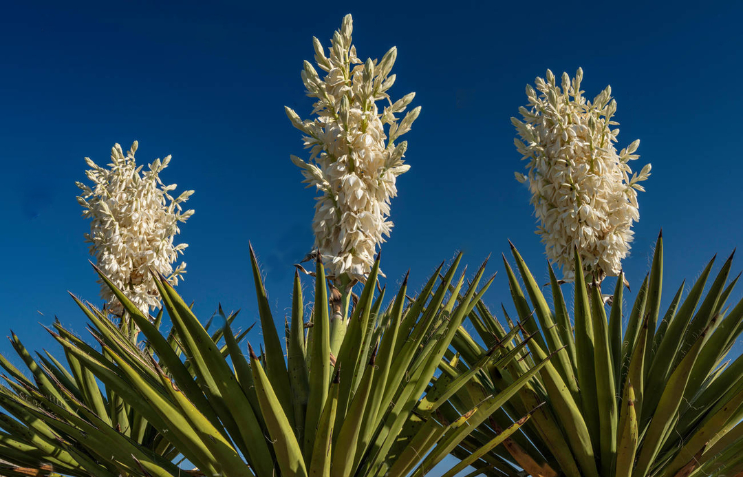 yucca fonalas fotó