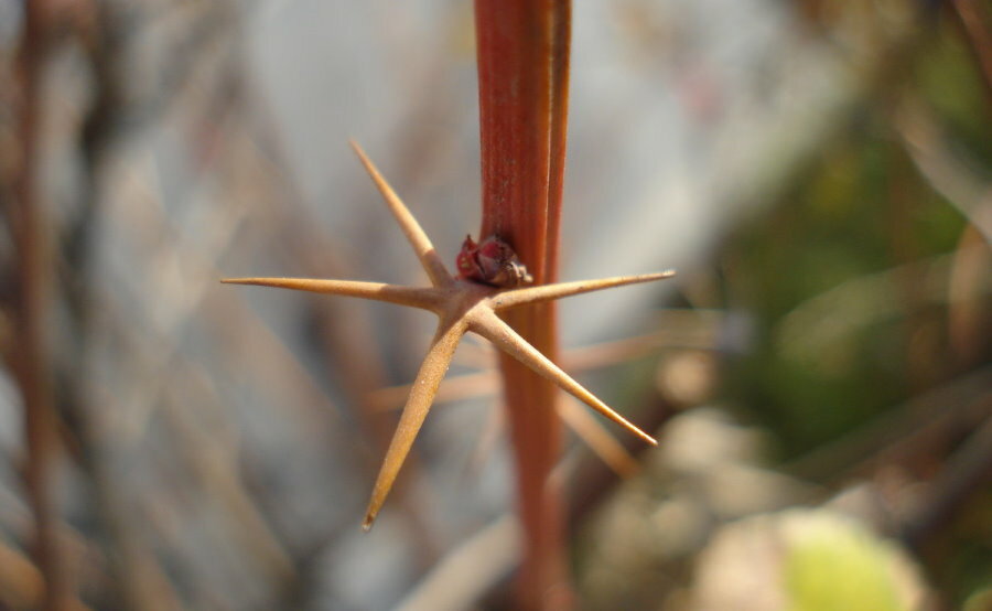 Sharp thorns on a branch of a garden barberry