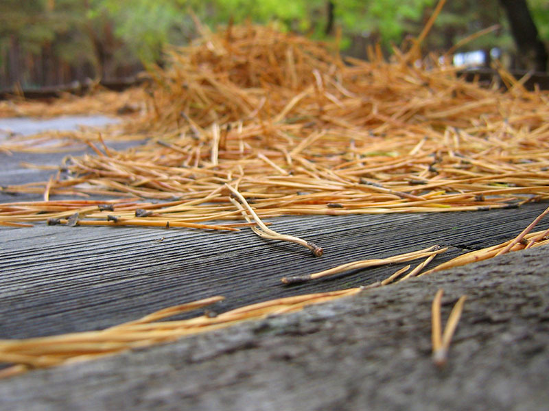 Fallne nåler kan erstatte dem - hvis du har barskog i nærheten, er det veldig enkelt å samle søppel - det viktigste er å tørke det godt