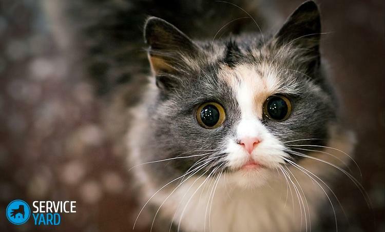 Kedi kediyle karışıyor - bu ne anlama geliyor?