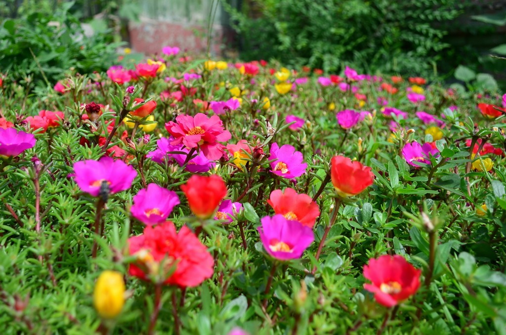 Zāliens dārzā ar ziedošu portulaku
