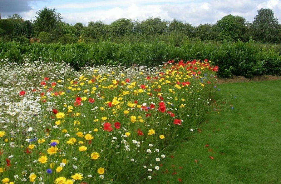 Poljsko cvijeće na travnjaku maurskog tipa