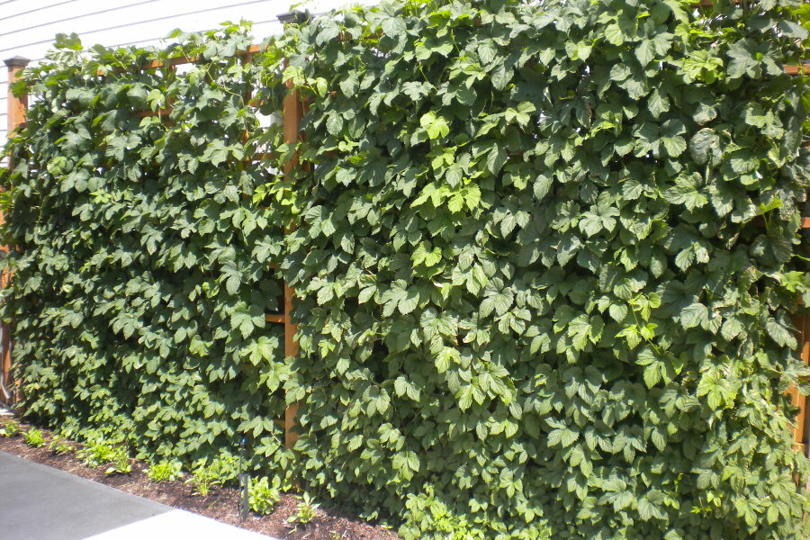 Grønn vegg av vanlig humle