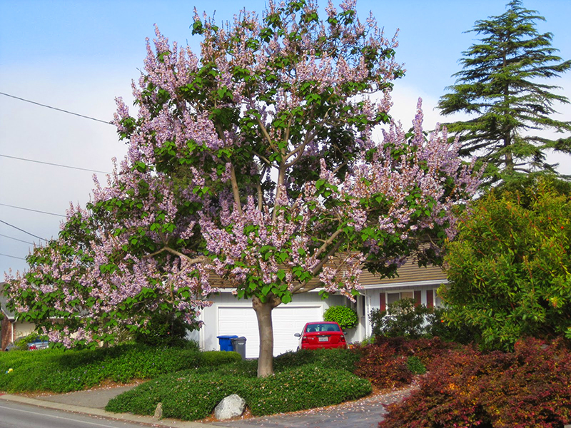 In addition to the fact that paulownia blooms very beautifully, it perfectly absorbs moisture from the soil.