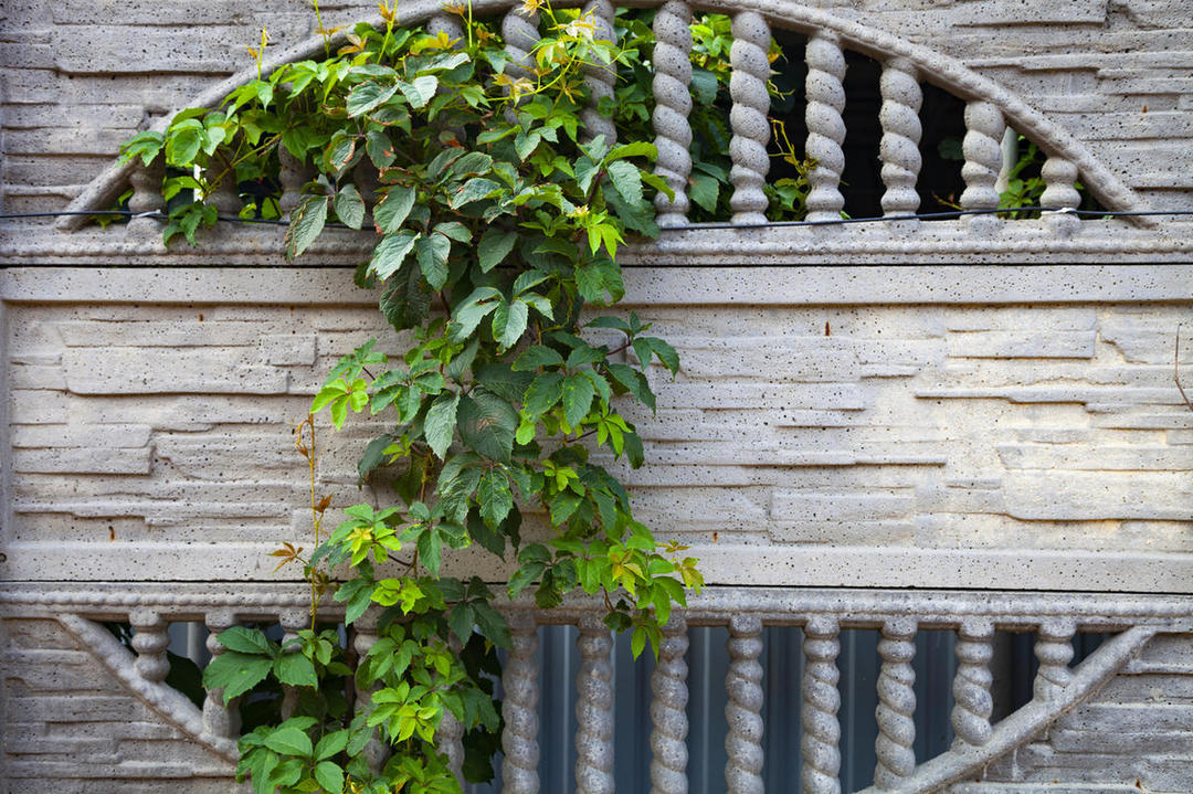 Meisjesachtige druiven op het gewapend betonnen gedeelte van het hek