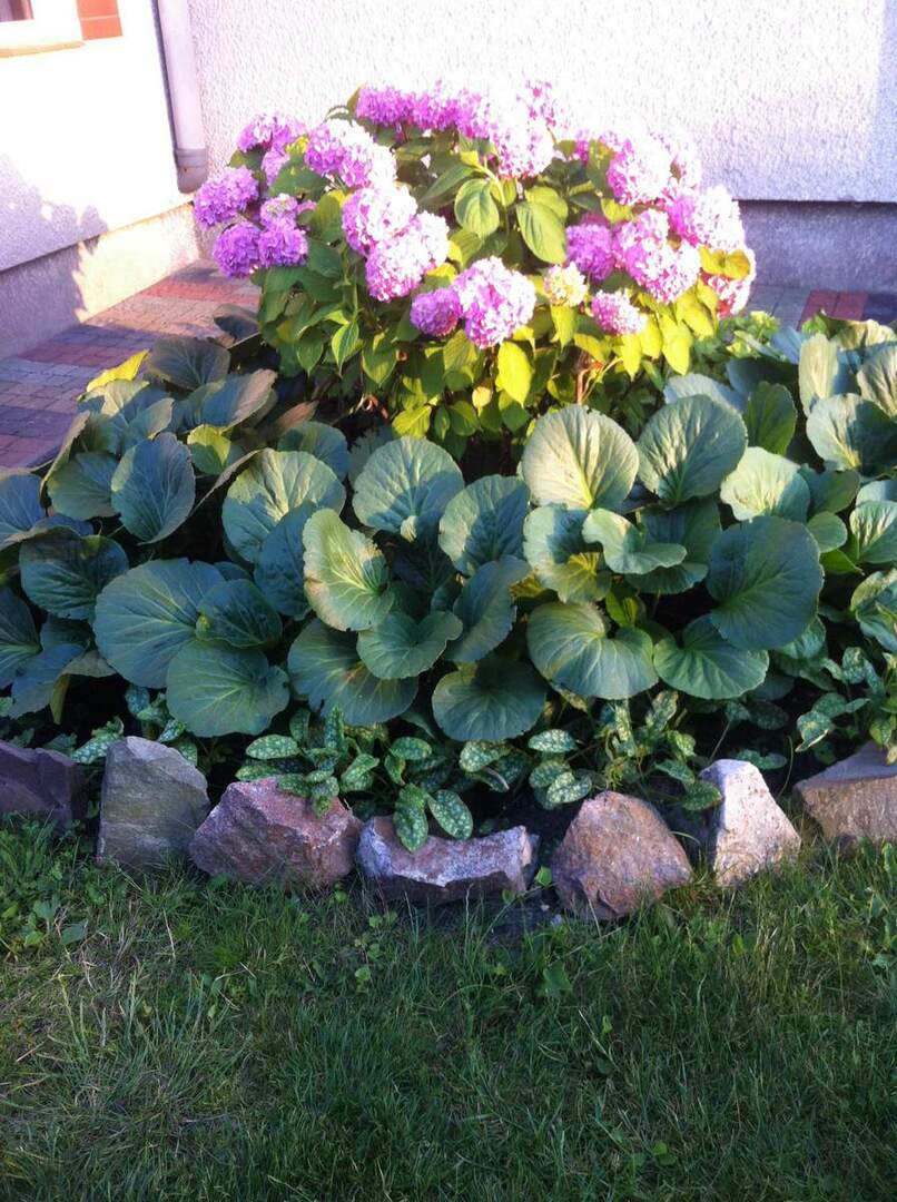 Flowerbed with berry and blooming hydrangea