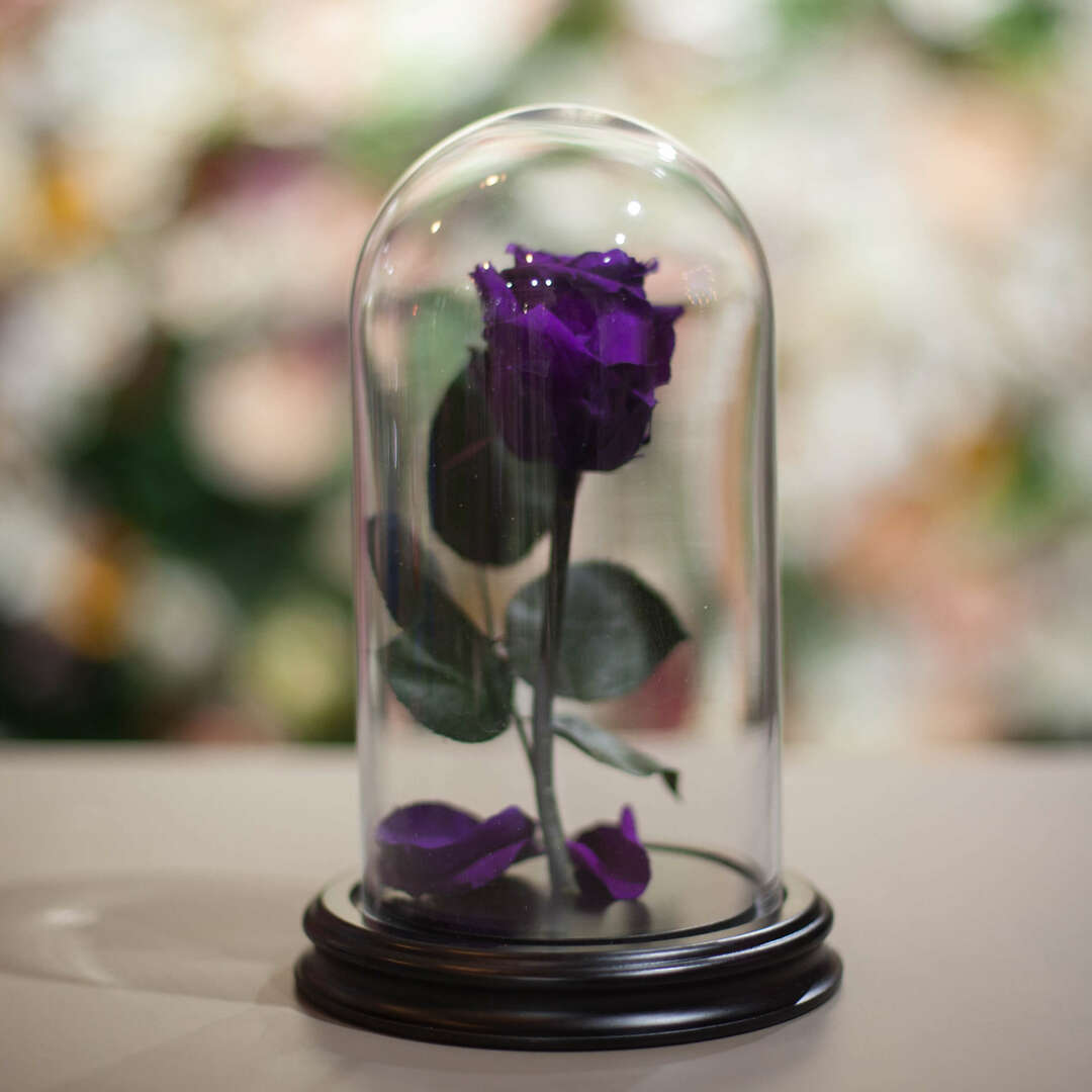 Rose in a Flask H22 * D13 Dark violet (dark purple)
