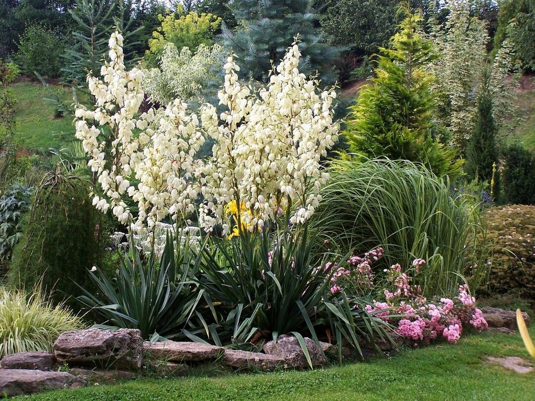 Jardin de yucca: plantation et entretien, exemples photo d'utilisation d'une fleur dans la conception de jardin