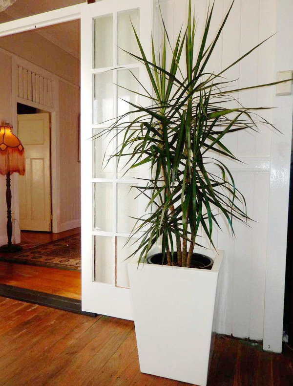 Hög dracaena buske i hallen i lägenheten