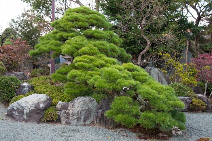 Japanese pine in semi-cascading han kengai style