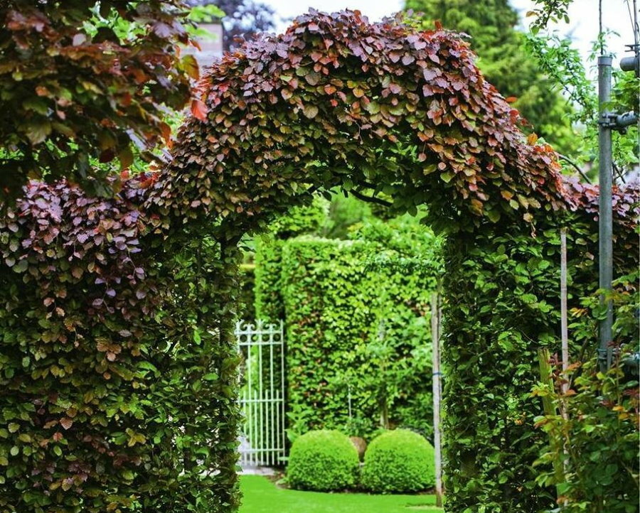 Arch in the garden with a hedge of deciduous perennials